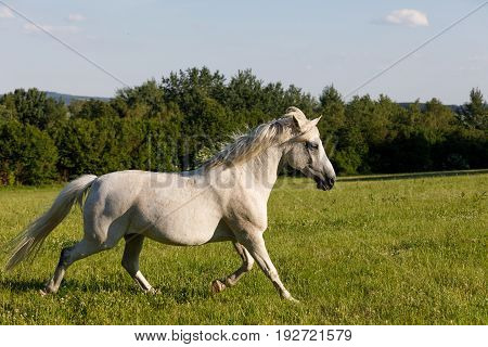 White Horse Running In Spring Pasture Meadow