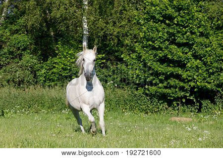White Horse Running In Spring Pasture Meadow