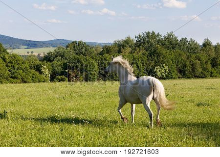 White Horse Running In Spring Pasture Meadow
