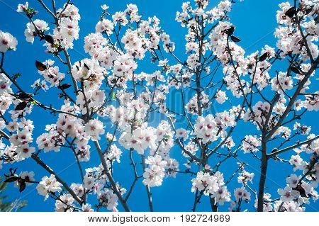 White Blossoming Tree Against The Blue Sky
