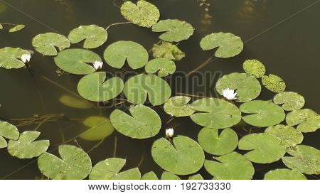 water lilies on the river, river in the village