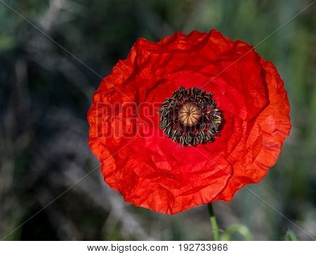 Red fresh blooming anemone coronaria flower isolated on a nature background
