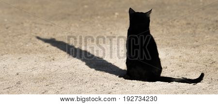 A black cat basks in the last rays of the evening sun on the beach of Eilat. Israel.