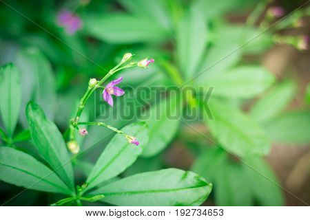 Little purple flowers in the green garden