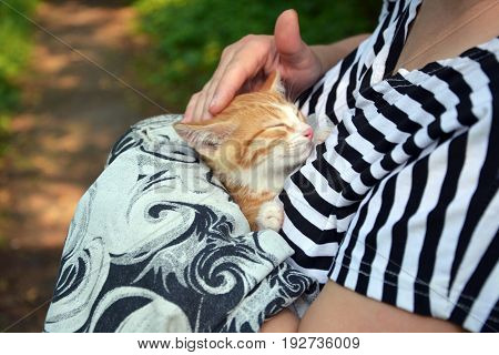 Rescue A Homeless Ginger Kitten. Hungry Animals.