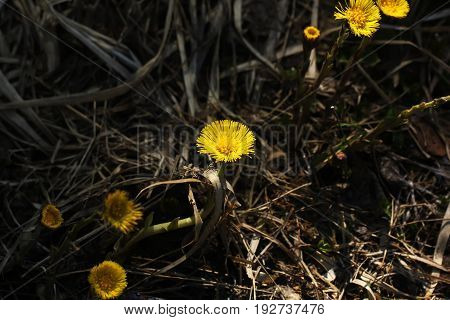 Coltsfoot flower growing on a spring meadow.