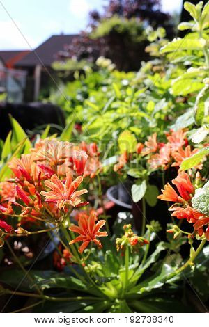 Orange lewisia growing in an urban garden