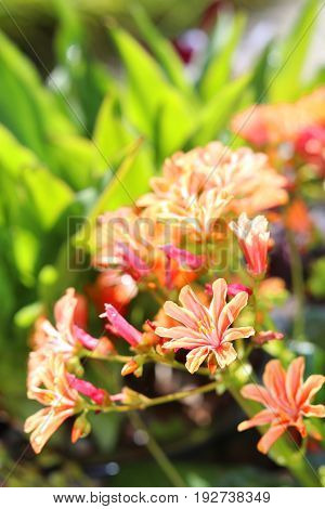 The flowers of an orange lewisia rock plant