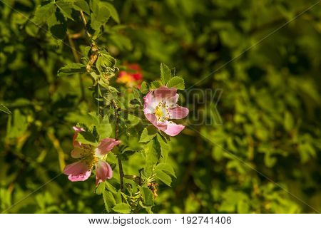 Beautiful Wild Rose Bush Blooming In A Meadow In Summer
