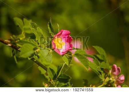 Beautiful Wild Rose Bush Blooming In A Meadow In Summer