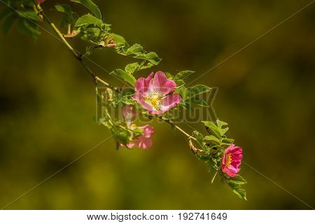 Beautiful Wild Rose Bush Blooming In A Meadow In Summer