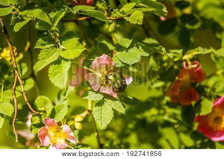 Beautiful Wild Rose Bush Blooming In A Meadow In Summer