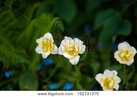 Yellow flower background good for a nature desighn