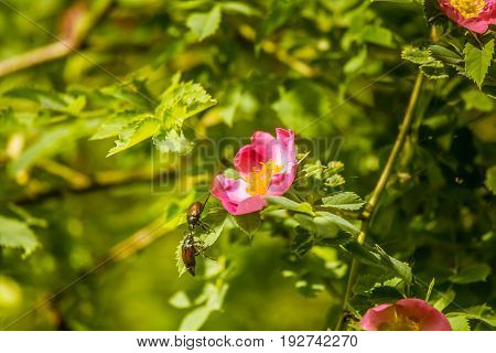 Beautiful Wild Rose Bush Blooming In A Meadow In Summer