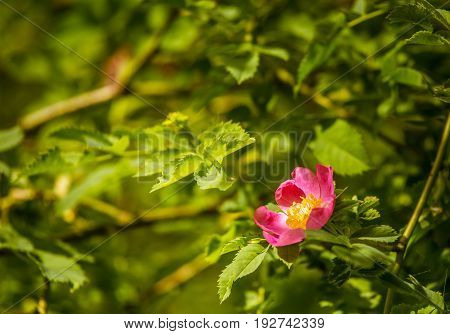 Beautiful Wild Rose Bush Blooming In A Meadow In Summer