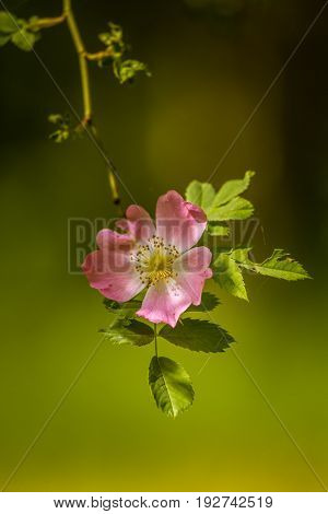 Beautiful Wild Rose Bush Blooming In A Meadow In Summer