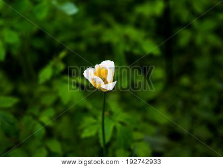 Yellow flower background good for a nature desighn