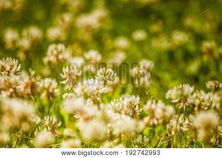 Beautiful White Clover Flowers In A Meadow In Summer