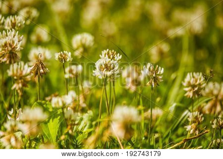 Beautiful White Clover Flowers In A Meadow In Summer
