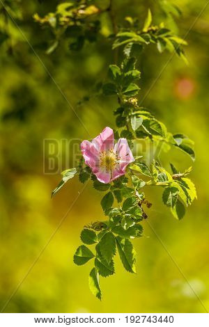 Beautiful Wild Rose Bush Blooming In A Meadow In Summer