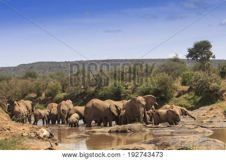 African Elephant