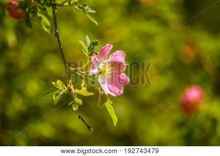 Beautiful Wild Rose Bush Blooming In A Meadow In Summer