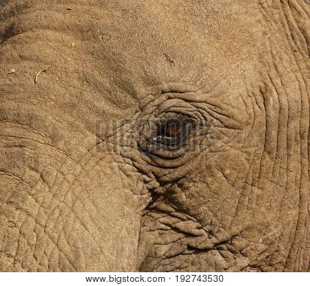 African Elephant