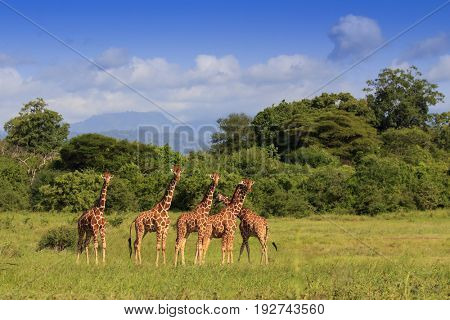 Giraffes and wild African Savannah landscape