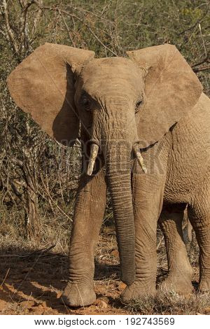 African Elephant