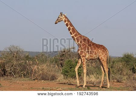 Reticulated Giraffe