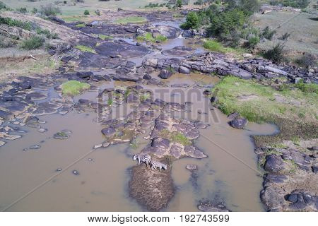 Zebra drinking at river. Aerial drone photo
