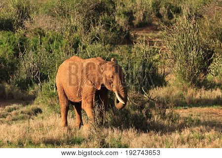 African Elephant