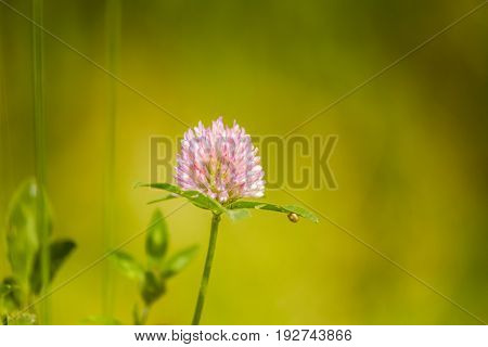 A Beautiful, Vibrant Red Clover Flower In A Meadow. Sunny Summer Day.
