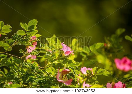 Beautiful Wild Rose Bush Blooming In A Meadow In Summer