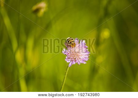 Beautiful Purple Flower Heads Blooming In A Meadow