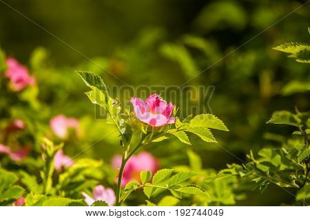 Beautiful Wild Rose Bush Blooming In A Meadow In Summer
