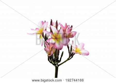 pink petal flower isolated whrite background nature
