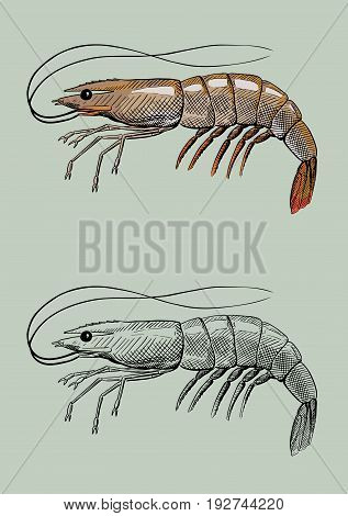 vintage hand ink drawing of a shrimp, isolated sketch together with colorfully painted variant