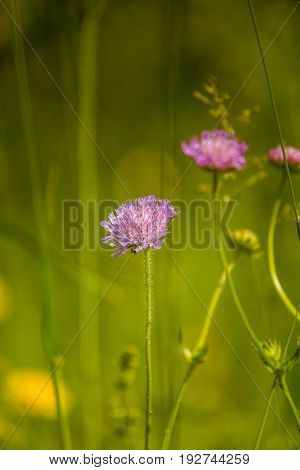 Beautiful Purple Flower Heads Blooming In A Meadow