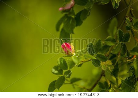 Beautiful Wild Rose Bush Blooming In A Meadow In Summer
