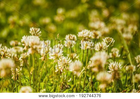 Beautiful White Clover Flowers In A Meadow In Summer