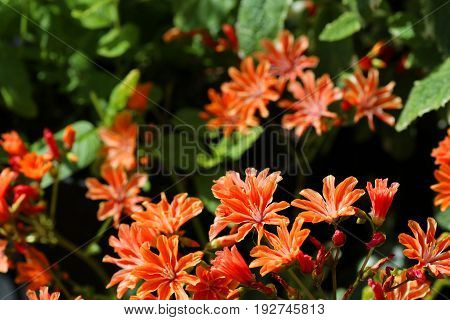 A lewisia plant in full bloom in a garden