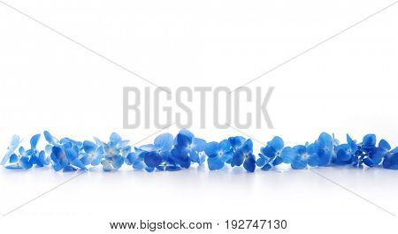 Row of Soft blue Hydrangea (Hydrangea macrophylla) or Hortensia flower isolated on white. 
