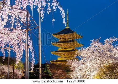 Kyoto Japan at Toji Pagoda with cherry blossomin ligh up in night. Spring season at Kyoto Japan.