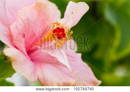 close up Shoe Flower carpel Hibiscus syriacus