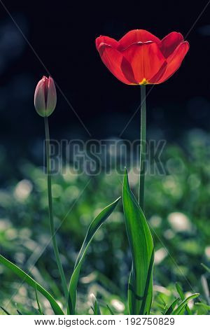 Spring flower. Beautiful red tulip blooming in the springtime sunshine. Aesthetic garden and nature image.