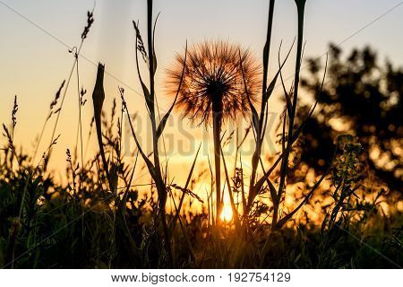 Beautiful floral background with a big white fluffy dandelion flower Tragopogon pratensis close-up in the grass on a meadow in the sunset light