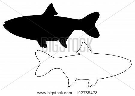 silver carp silhouette vector , (Hypophthalmichthys molitrix)