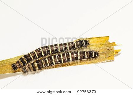 Black Caterpillar Of Common Duffer Butterfly ( Discophota Sondaica Boisduval )