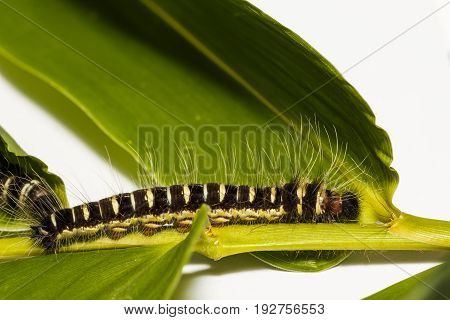 Black Caterpillar Of Common Duffer Butterfly ( Discophota Sondaica Boisduval )